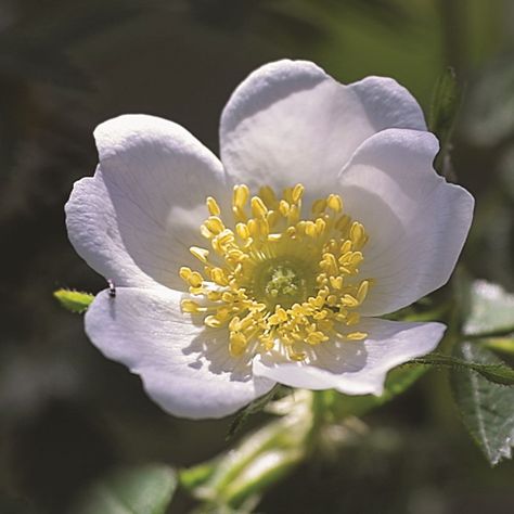 From the Friends of Vintage Roses here is "Shakespeare Garden Eglantine", an Eglantine found pre-1983. This white seedling appeared in the old Shakespeare Garden at the Huntington in San Marino California. A hybrid, perhaps deriving from Damask as well as Sweet Briar; extremely valuable for its pure white coloring. Modest display of hips and modest fragrance. #roses #gardening #gardens #flowers #rosegardening San Marino California, Shakespeare Garden, Sweet Briar, Gardens Flowers, Dog Rose, Rose Pictures, Rose Photography, Vintage Roses, Pure White