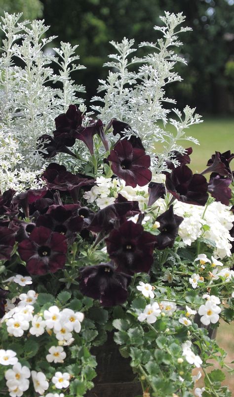 HGTV HOME Plant Collection Releases Chic Black & White Annual Mixes Purple Petunias, Goth Garden, Porch Flowers, Container Garden Design, Apartment Decoration, Container Gardening Flowers, Flower Pots Outdoor, Dusty Miller, Moon Garden