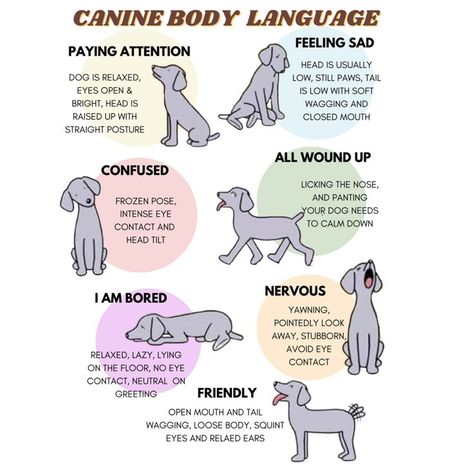 #cutedogs #doglove #funnydog #goldenretriever #goldendogs #doglover Puppy Information, Chart Dog, Fun Facts About Dogs, Dog Infographic, Dog Communication, Dog Psychology, Meds For Dogs, Dog Body Language, Healthy Dog Treats Homemade