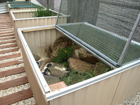 Tegu enclosure Outdoor Lizard Enclosure, Outdoor Reptile Enclosure, Tegu Enclosure, Diy Reptile, Tortoise House, Tortoise Enclosure, Baby Tortoise, Turtle Habitat, Reptile Terrarium