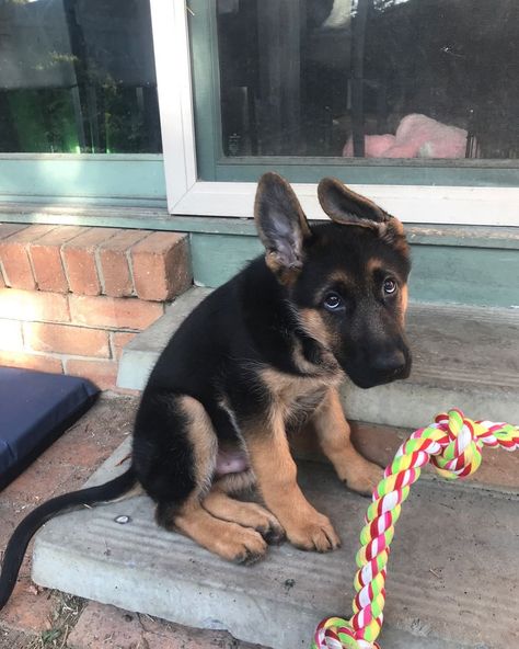 Baby German Shepherds, Cute Husky Puppies, Black German Shepherd Dog, Its Monday, Dog German Shepherd, Husky Puppies, Monday Again, Dog German, Cute Husky