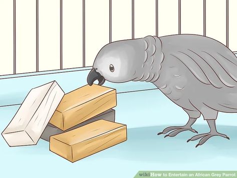 African Grey Parrot Funny, African Grey Parrot Toys, Stop Swearing, African Grey Toys, Swear Words, Grey Parrot, Parrot Cage, African Grey Parrot, Pet Clinic