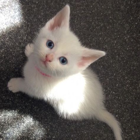 White Kittens To Put a Smile on Your Face (10 Pictures) - I Can Has Cheezburger? Kitten With Blue Eyes, White Kitten, Blue Eyes, Kittens, Blue, White