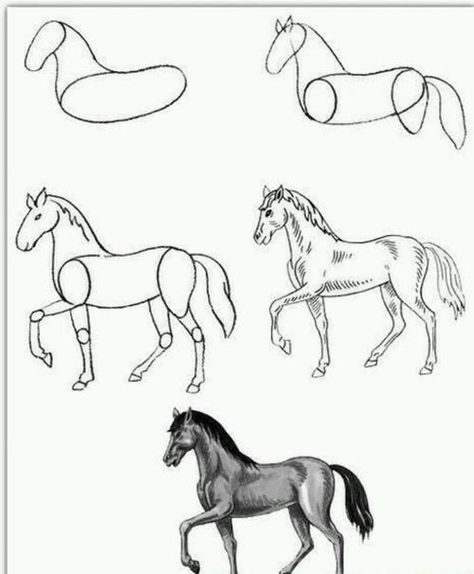 Easy Horse Drawing, Horse Drawing Tutorial, Horse Art Drawing, Horse Sketch, Horse Anatomy, Horse Drawing, Horse Drawings, Pencil Art Drawings, Animal Sketches