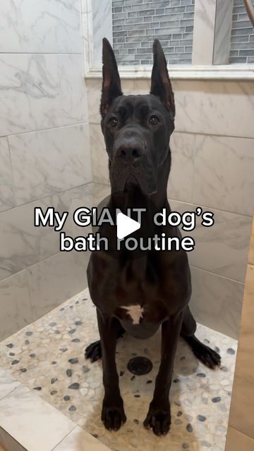 @thegoodhypeofficial on Instagram: "Do you think Silly enjoyed it? 🧼🐾🖤  •  #dogsofinstagram #thegoodhype #greatdane #dogbath #dogbathroutine #greatdanesofinstagram" Bathing Your Dog, Funny Great Danes Videos, Dog Baths, Dog Zoomies, Great Dane Funny, Pet Videos, Funny Dog Photos, Cute Goats, Pet Corner