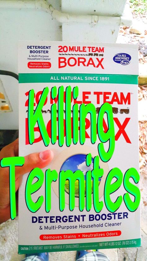 How to Kill Termites. Kill Termites, Termite Prevention, Wood Termites, Flea Prevention, Termite Control, Bees And Wasps, Insect Control, Household Cleaner, Citrus Oil