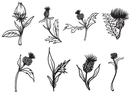 Free Hand Drawn Thistle Vector. Choose from thousands of free vectors, clip art designs, icons, and illustrations created by artists worldwide! Thistle Drawing, Scottish Tattoos, Line Drawing Tattoos, Thistle Tattoo, Hand Drawn Arrows, Wreath Drawing, Drawing Tattoo, Drawing Frames, Free Hand Drawing