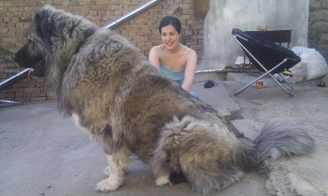 Caucasian Ovcharka Dog Info, Temperament, Puppies, Training, Pictures Russian Bear Dog, Massive Dogs, Caucasian Shepherd Dog, Caucasian Shepherd, Biggest Dog, Tibetan Mastiff, Huge Dogs, Terra Nova, Giant Dogs