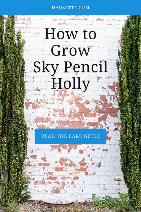 Tall Narrow Privacy Hedge, Sky Pencil Holly Privacy Hedge, Japanese Holly Landscaping, Sky Pencil Holly Landscaping Ideas, Pencil Holly Landscaping, Sky Pencil Holly Landscaping, Japanese Holly Sky Pencil, Holly Landscaping, Sky Pencil Japanese Holly