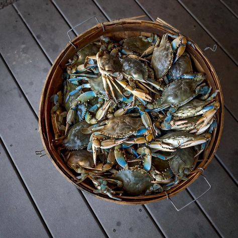 Bounty from the bay . . . . . #VirginiaBeach #VaBeach #Va #CityOfVaBeach #loveVaBeach #visitVaBeach #loveVa #visitVa #757collective #virginiacities #virginiaisbeautiful #vapilot #lensblur #teamcanon #canon_photos #canonphotography #canon1dxmarkii #natgeoyourshot #lensblur #picoftheday #natgeo #nationalgeographic #cityphotog Fisherman's Cottage, Blue Crabs Art, South Carolina Coast, Maryland Crabs, Blue Crabs, Carolina Coast, Crab Art, The Sound Of Waves, Bottlenose Dolphin