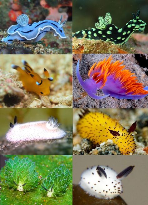 Cool Sea Creatures, Facts About Animals, Sea Slugs, Creepy Facts, 2160x3840 Wallpaper, Deep Sea Creatures, Sea Slug, Beautiful Sea Creatures, About Animals