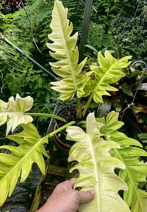 Golden Violin Philodendron, Philodendron Golden Violin, Philodendron Golden Crocodile, Golden Violin, Golden Crocodile, Plant Wishlist, Dark House, Variegated Plants, Beautiful Plants