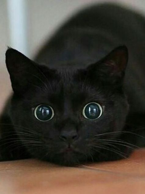 17 Black Cat Voids That Are Not-So-Secretly Watching And Judging You - I Can Has Cheezburger? Black Cat Photo, Black Cat Photos, Baby Animals Real, Kitten Breeds, Cute Cats Photos, Cat Photos, Pet Day, Cat Facts, Cute Cats And Kittens