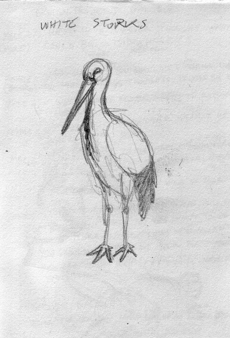 A sketch of a white stork White Stork Drawing, White Stork Tattoo, Stork Sketch, Stork Drawing, Stork Tattoo, A Lot Of Tattoos, Styles Of Art, Life Drawings, Doodle Tattoo