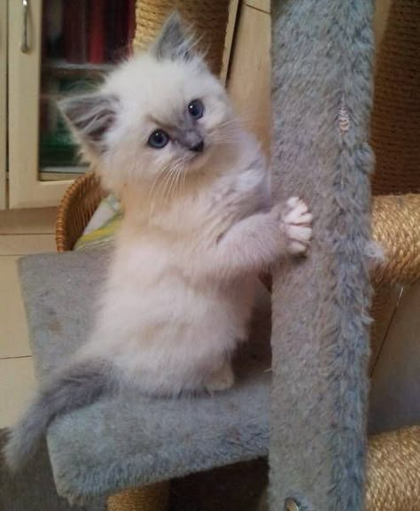 Ragdoll Kittens, Ragdoll Cats, Cute Kitties, Cute Cats And Kittens, I Love Cats, Kitty Kitty, Cute Kittens, Crazy Cat, Rag Doll