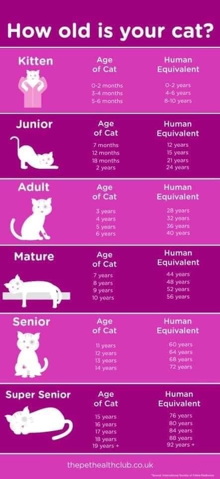 Ways To Pet Your Cat, Stuff For Kittens, Cat Age Chart, Age Chat, Katt Grejer, Witch Spells, Cat Years, Cat Fun, Fun Animals