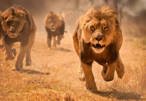 Pride Photography, Lion Hunting, Largest Lion, Panthera Leo, Spiritual Animal, King Of The Jungle, Male Lion, Lion Pride, Lion Pictures