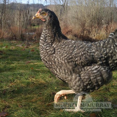 McMurray Hatchery Cuckoo Marans Pullet  (This is our rooster) Dark Brown Layers, Maran Chickens, Cuckoo Maran, Breeds Of Chickens, Poultry Breeds, Barred Rock, Chicken Flock, Meat Birds, Bantam Chickens