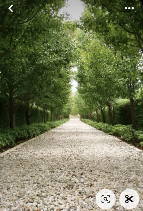 Large Yard Landscaping Ideas, Aesthetic Modern House, Large Yard Landscaping, Soft Landscape, Driveway Entrance Landscaping, Tree Lined Driveway, Stone Driveway, Real Conversation, Driveway Entrance