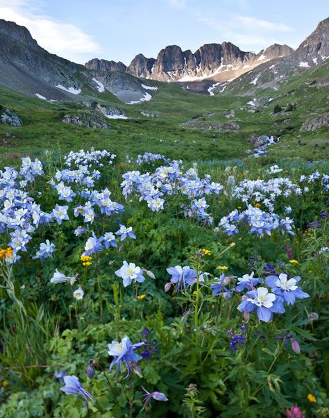 . Colorful Wildflowers, Alpine Loop, Backpacking Camping, Colorado Adventures, San Juan Mountains, Colorado Vacation, Study Area, Hiking Backpacking, Colorado Hiking