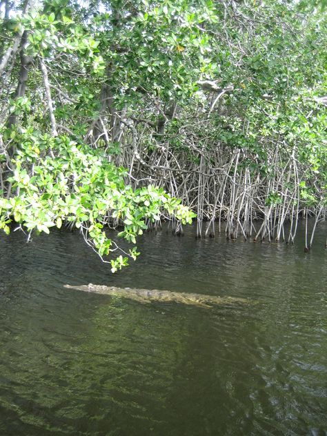 Black River (Jamaica) Jamaican Culture, Loving Animals, Black River, Crocodiles, Beautiful Places In The World, Sweet Sweet, Flora And Fauna, Most Beautiful Places, Kingston