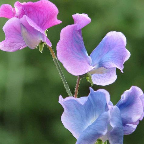 SWEET PEA blue shift changes color 50 seeds 1 oz 4 oz 1/2 | Etsy Sweet Pea Plant, Pea Plant, April Birth Flower, Sweet Pea Seeds, Gel Wax, Bath & Body Works, Sweet Pea Flowers, Garden Stairs, Pea Flower