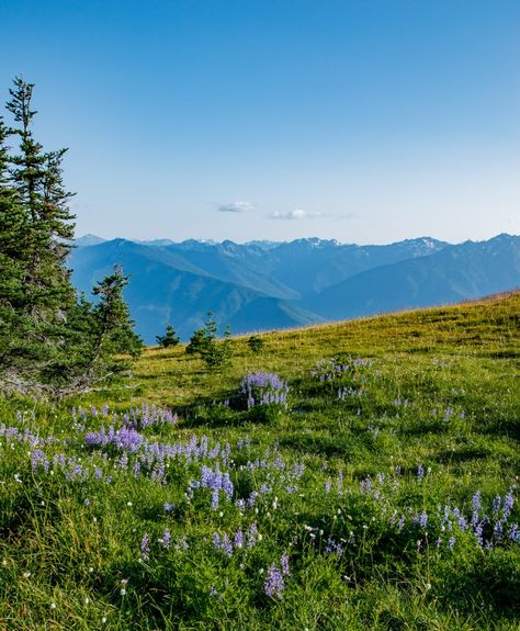 2 Days in Olympic National Park in Washington Itinerary - aliciamarietravels Olympic National Park Aesthetic, Olympic National Park Photography, Washington Itinerary, National Parks Aesthetic, Washington Nature, Travel Creative, Mountain Mama, National Parks Photography, North Cascades National Park