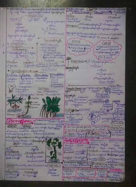 Handwritten detailed short notes 🌸 PAGE-04✨✔️✔️ Neet Notes, Studying Notes, Bio Notes, Short Notes, Plant Kingdom, Atomic Structure, Study Flashcards, Class 11, Biology Notes