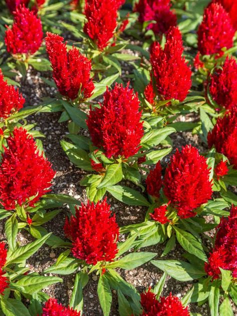 Tall Annual Flowers: Blooming Cockscomb in Bright Red Tall Annual Flowers, Plants That Attract Butterflies, Plant Cages, Tall Flowers, Flowers Blooming, Annual Flowers, Attract Butterflies, Low Maintenance Plants, Violet Flower