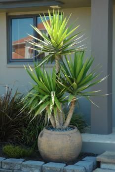 Yucca elephantipes - this guy will be okay with sun and wind.  He is a desert plant and would be great in the sunroom as well. Yucca Plant Indoor, Yukka Plant, Plants Around Pool, Plants For Planters, Home Backyard, Yucca Plant, Potted Plants Outdoor, Decor Flowers, Plant Decor Indoor