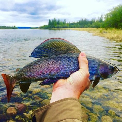 One of the most beautiful freshwater fishes of Alaska. Its most striking physical features are the large, sail-like dorsal (back) fin and colorful body markings. Coloration can vary from stream to stream. Their dorsal fins are typically fringed in red and dotted with large iridescent red, aqua, or purple spots and markings. These colorful markings are most dramatic on large grayling. Grayling Fish, Trout Fishing Tips, Fly Fishing Tips, Bass Fishing Tips, Cool Fish, Fishing Pictures, Fishing Techniques, Fishing Supplies, Freshwater Fishing