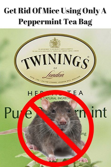 I know that this sounds maybe a little too good to be true, but it really does work. we have tried it in a commercial restaurant that was doing everything I could to keep the mouse infestation at Bay. After trying professional services and commercial products they decided to give the peppermint tea bag method a shot. Mice Infestation, Mouse Repellent, Getting Rid Of Mice, Mice Repellent, Garden Bugs, Peppermint Tea, Too Good To Be True, Tea Bags, Professional Services