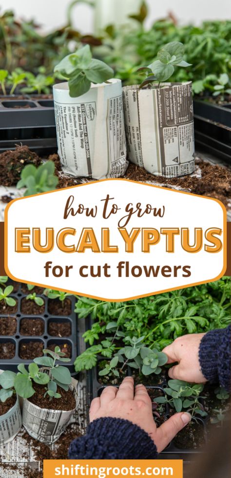 Growing Eucalyptus From Seed, Planting Eucalyptus Outside, How To Grow Eucalyptus, Farming Knowledge, Grow Eucalyptus, Eucalyptus Garden, Plant Eucalyptus, Garden 101, Chill Space