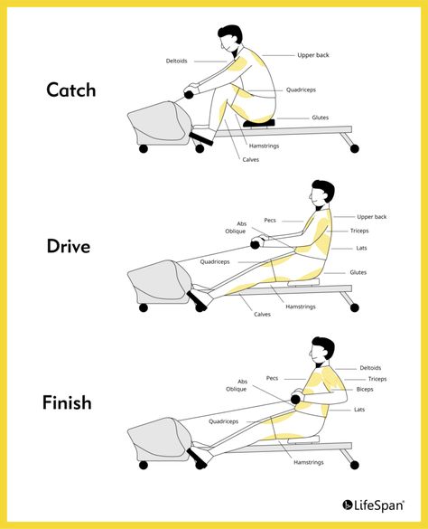 Rowing Machine Benefits, Rowing Machine Workout Benefits, Rowing Benefits, Row Machine Benefits, Rowing Machine Workout, Cardiovascular Fitness, Steady State Cardio, Rowing Workout, Indoor Rowing