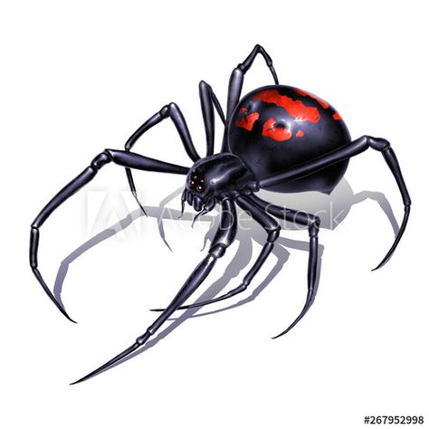 Stock Image: Black widow spider on white background realistic illustration isolate. Black widow spider killer is the most dangerous and poisonous spider. Black Widow Drawing, Black Widow Spider Tattoo, Spider Killer, Spider Web Drawing, Black Widow Tattoo, Adidas Iphone Wallpaper, Poisonous Spiders, Amazing 3d Tattoos, Spider Illustration