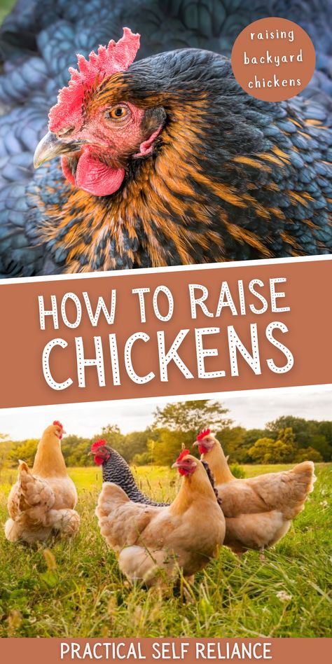 How to Raise Chickens: Homestead Animals for Beginners - Are you interested in learning how to raise chickens in your own backyard? If so, then you are in the right place! In this guide, you will find valuable information on how to get started, from selecting the right breed of chicken for egg-laying, to setting up the perfect coop for your backyard chickens. With the right advice, anyone can learn the basics of raising chickens, no matter your level of experience. Chicken Breeds For Eggs, Best Egg Laying Chickens, Off Grid Homestead, Raising Farm Animals, How To Raise Chickens, Raising Rabbits, Edible Wild Plants, Raise Chickens, Raising Backyard Chickens