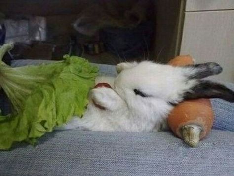 Sleeping bunny Bunny Beds, Sleeping Bunny, Good Night Funny, Rabbit Pictures, Funny Rabbit, Cute Bunny Pictures, Bunny Pictures, Pet Bunny