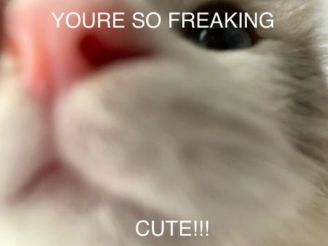 Cat Rizz Lines, Cat Compliment, Cat Pick Up Lines, Cat Text, Pick Up Line Jokes, Cute Animal Memes, School Jokes, Funny School Jokes, Silly Cats Pictures