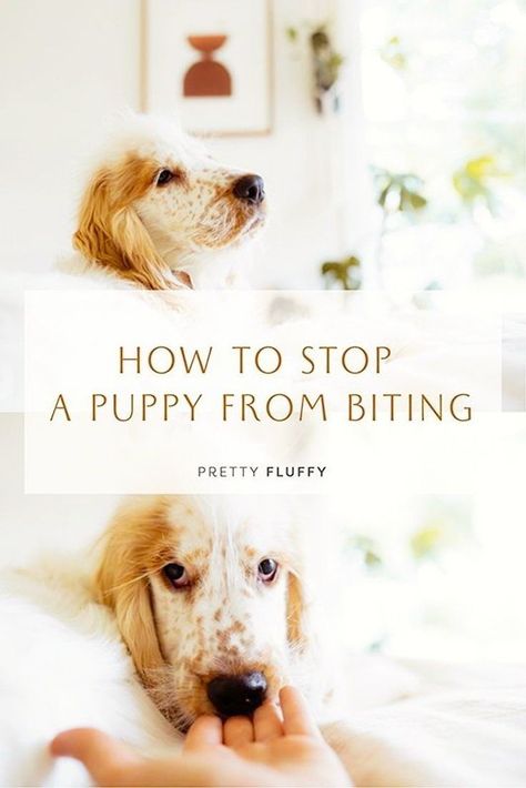 In need of puppy biting tips? We’ve got you covered! There’s no doubt bringing a new puppy into your home is a memorable and special time in your life. But surviving your puppy’s teething phase can be harder than you think! Knowing how to teach your puppy not to bite and jump is a skill many new pet parents will need to learn – quite quickly – to avoid unintentional but harmful puppy behaviour. Stop your puppy biting fast with these simple puppy training tips! Puppy Jumping, Puppy Development, Puppy Training Schedule, Dog Obsessed, Puppy Proofing, Puppy Biting, Puppy Training Tips, Dog Training Techniques, Best Dog Training