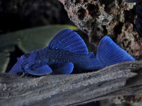 L239 - Blue Panaque Pleco Pleco Fish, Tropical Fish Aquarium, Tropical Freshwater Fish, Fresh Water Fish Tank, Diy Aquarium, African Cichlids, Freshwater Aquarium Fish, Cool Fish, Aquarium Design