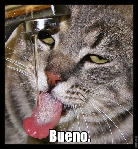 bueno indeed Thirsty Meme, Humor Animal, Animal Captions, Meme Cat, Cute Captions, Funny Captions, Funny Cat Pictures, Picture Captions, Cute Animal Pictures