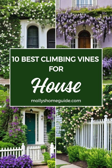 Explore the best climbing vines for your house to add a touch of elegance and beauty. Choose from fast-growing flowering vines, perennial climbing flowering vines, or scented plants for your garden. Whether you're looking for climbing plants that thrive in full sun or wall climbing plants, we've got you covered. Create stunning vertical garden ideas with our selection of amazing fast-growing vines. Plants For Pergolas Climbing Vines, Pergola Vines Climbing Flowers, Climbing Hydrangea Vine, Climbing Flowering Vines, Scented Plants, Wall Climbing Plants, Vertical Garden Ideas, Fast Growing Vines, Jasmine Vine