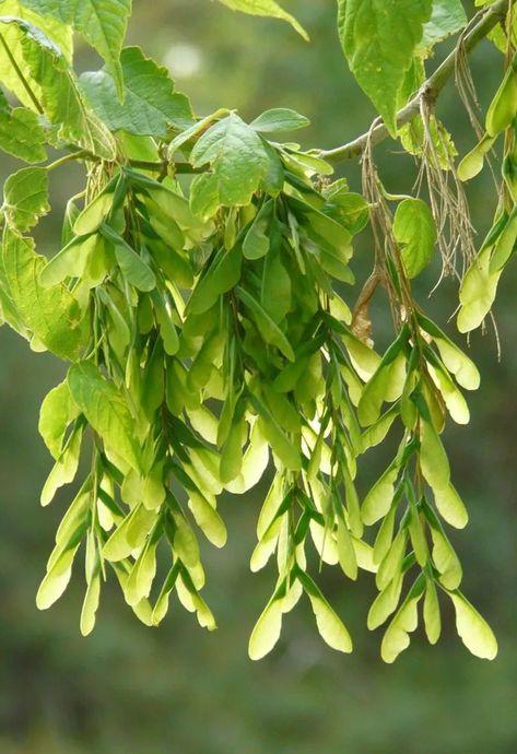 The Ultimate Guide to Boxelder Maple Seeds: Growing, Benefits, and Uses Self Perception, Maple Seeds, Maple Seed, Seeds Growing, Soil Erosion, Box Elder, Fruit Seeds, Tree Seeds, Grass Seed