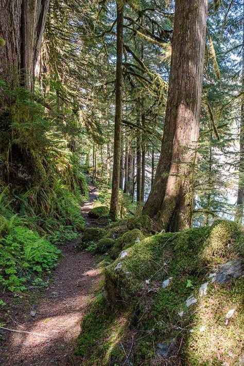 Baker River Trail Western Washington, River Trail, Walk In The Woods, Plants