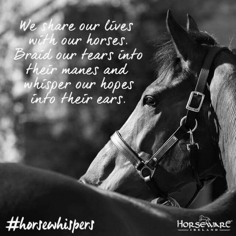 Wild Horses Quotes, Horse Racing Quotes, Horse Spirit Animal, Beautiful Horses Wild, Horse Healing, Cowgirl Quote, Horsey Life, Inspirational Horse Quotes, Equestrian Quotes