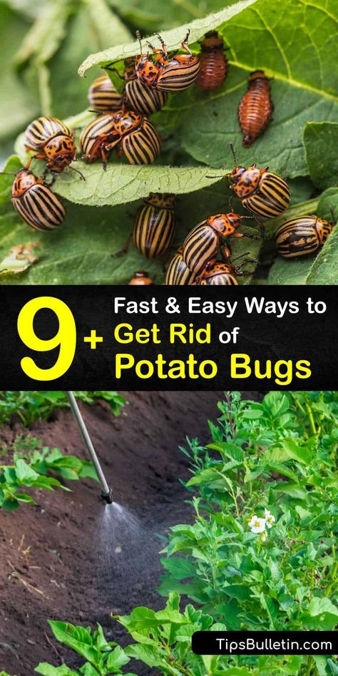 Potato Bugs, Diy Bug Spray, Natural Insecticide, Sweet Potato Vine, Natural Pesticides, Organic Pesticide, Potato Vines, Garden Bugs, Plant Pests