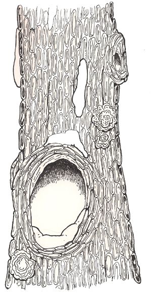 Hollow Tree middle Hollow Tree Drawing, Hollow Drawing, Log Drawing, Tree Trunk Drawing, Tree Hollow, Hiking Journal, Tree Hole, Hole Drawing, Tree Drawing Simple