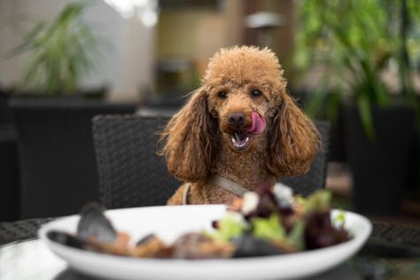 Dog-Friendly Bath | Dog-Friendly Pubs, Cafes & Things to Do in Bath Low Protein Dog Food, How To Make Falafel, Dog Friendly Beach, Dog Friendly Hotels, Pasta Carbonara, Protein Diets, Can Dogs Eat, Dog Eating, Serving Food