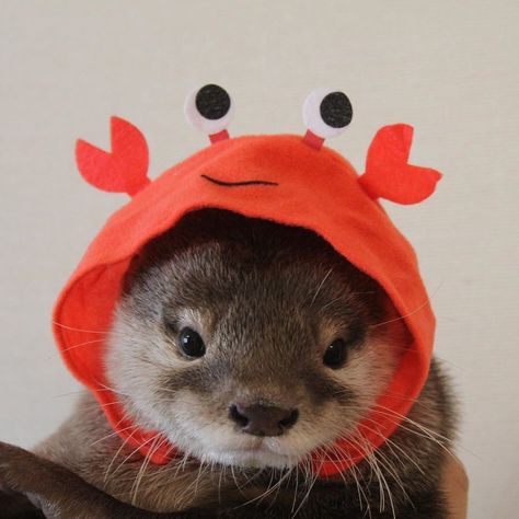 A Ferret, An Animal, Ferret, Otters, Crab, On Twitter, Twitter, Animals, Red