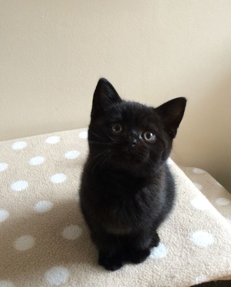 British shorthaired black kitten 8 weeks Black Munchkin Kitten, Black British Shorthair Kitten, Black Shorthair Cat, Domestic Shorthair Cat Black, Black Munchkin Cat, Black British Shorthair, Funny Animal Facts, Cute Black Kitten, Black Cat Aesthetic